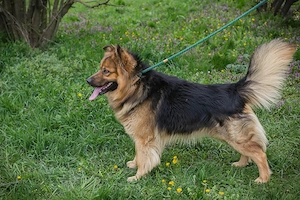 *WUTZ* - der Schäferhund ist eine imposante Erscheinung und hat bereits Familienerfahrung