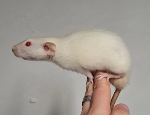 1.1 Zwergratten Zuchtpaar | Farbratten Siam und Russian Blue