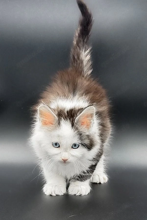 Edle Maine Coon Kätzin   13 Wochen   Solid Blue & Super Sanft