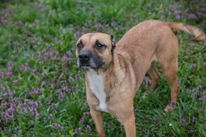 *BERTA* - Die liebe, aktive, leinenführige und neugierige Hündin sucht unternehmungslustige Familie