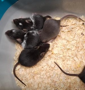 Junge Farbratten Weibchen demnächst abzugeben! Aus liebevoller Zucht