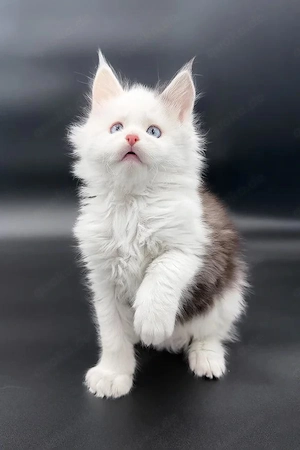 Prachtvoller Maine Coon Kater  13 Wochen   Silver Tabby & Neugierig