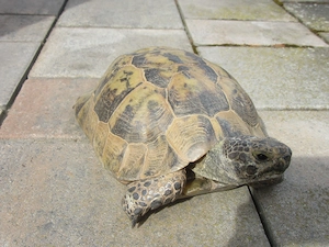 2 Maurische Landschildkröten männlich, 20 cm - Testudo graeca