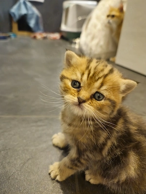 Bkh Golden shell plus tabby 