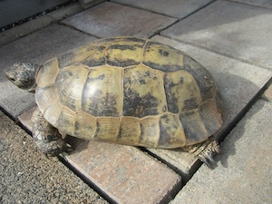 2 Maurische Landschildkröten männlich, 20 cm - Testudo graeca