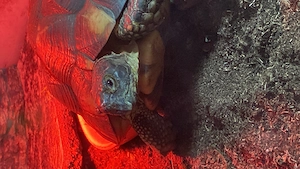 Weibliche Breitrandschildkröte(11Jahre) abzugeben  