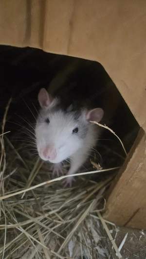 farbratten suchen ein neues zuhause