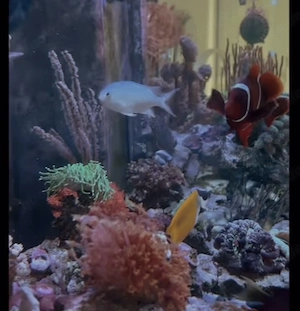 Meerwasseraquarium Systemvolumen 600 L