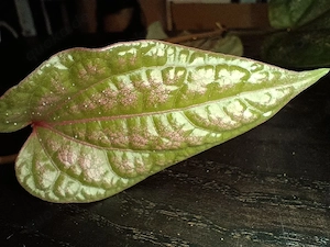 XL Paket Terrarium Pflanzen, Paludarium 