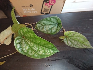 XL Paket Terrarium Pflanzen, Paludarium 