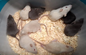 Junge Farbratten Männchen demnächst abzugeben! Aus liebevoller Zucht!