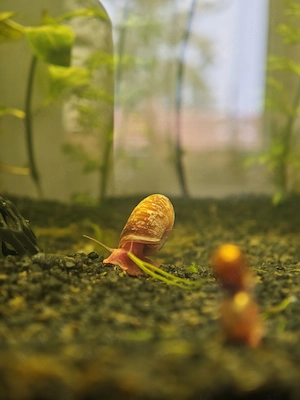 Schnecken (Algenfresser)