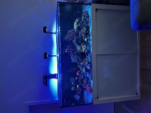 Meerwasseraquarium Systemvolumen 600 L
