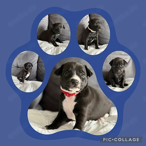 Italienisches Windspiel American Hairless Terrier