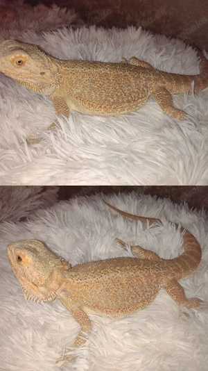 Süße Farb-Bartagamen Babys Pogona vitticeps liebevoll aufgezogen verschiedene Farben & Zeichnungen