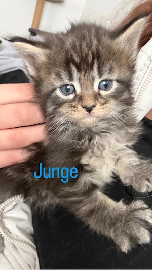 Süße zauberhafte Maine Coon