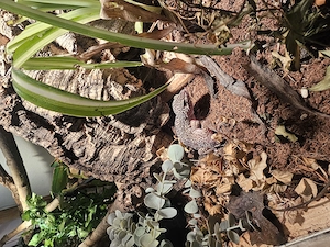 Leoparden Ghecko Männchen 