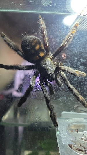 Verschiedene Vogelspinnen 