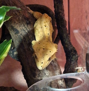 Verschiedene Geckos und Co. zur Abholung. 