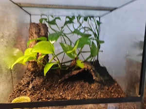 Nehme Vogelspinnen auf 