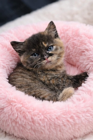 zuckersüsse BKH Kitten