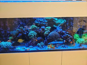 Meerwasser Aquarium Auflösung