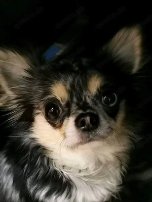 Chihuahua Hündin Momo merle Farben mit Ahnentafel