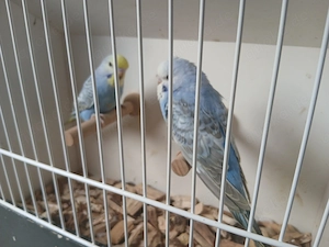 Wellensittiche rainbows 