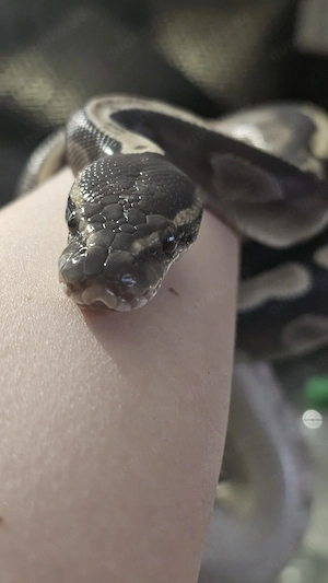 Schlange Königspython mit Herkunfsnachweis