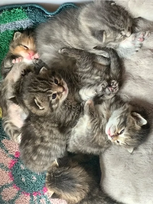 Maine Coon VS Russisch Blau Kitten Kätzchen