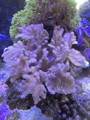 Sinularia Meerwasser Koralle Ableger 