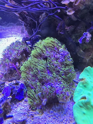 Briareum violaceum - Grüne Röhrenkoralle Meerwasser Koralle 