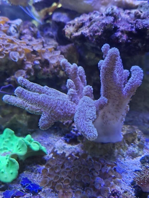 Sinularia Mollis Meerwasser Koralle Ableger 