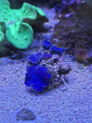 Discosoma Scheibenanemonen blau lila 