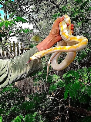 Netzpython (1,0 3m+)