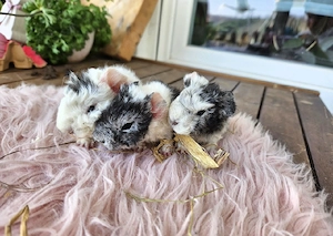 Meerschweinchen Lunkarya 