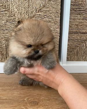 Superniedliche Pomeranian-Welpen (Rüde und Hündin)