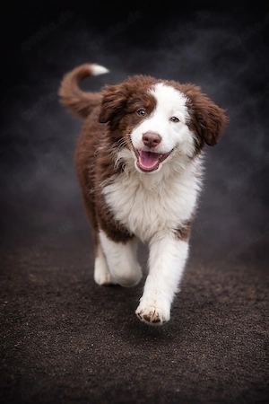 Miniature Australian Shepherd Welpen mit Papieren  Bild 5
