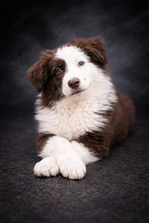 Miniature Australian Shepherd Welpen mit Papieren  Bild 4