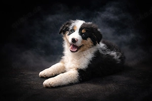 Miniature Australian Shepherd Welpen mit Papieren  Bild 3