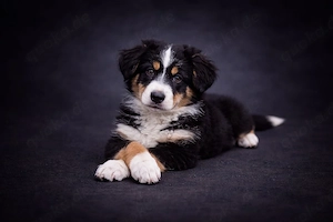 Miniature Australian Shepherd Welpen mit Papieren  Bild 6