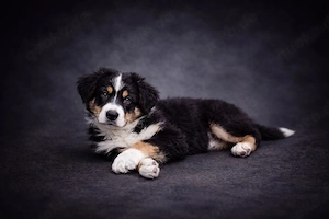 Miniature Australian Shepherd Welpen mit Papieren  Bild 7