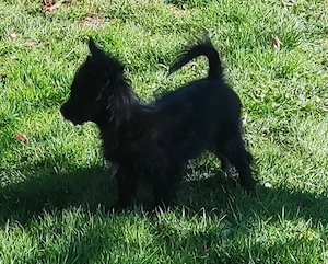 Chihuahua-Yorkimixwelpen suchen liebevolles Heim. Bild 6
