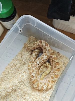 1.0 Toffifee Het sable 