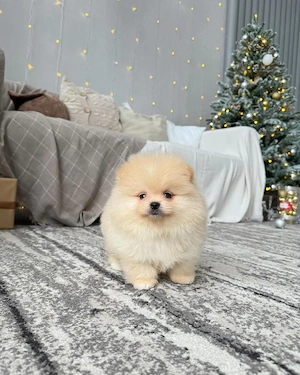 Superniedliche Pomeranian-Welpen (Rüde und Hündin)