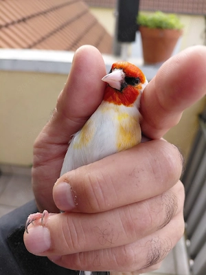 Stieglitze Major XXL  2023