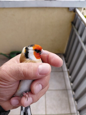 Stieglitze Braun XXL  2023