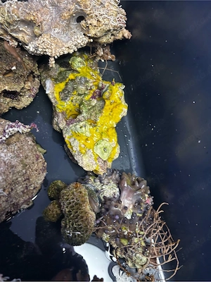 Meerwasser Lebendgestein zu verschenken