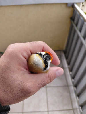 Stieglitze Braun XXL  2023