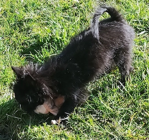 Chihuahua-Yorkimixwelpen suchen liebevolles Heim. Bild 8